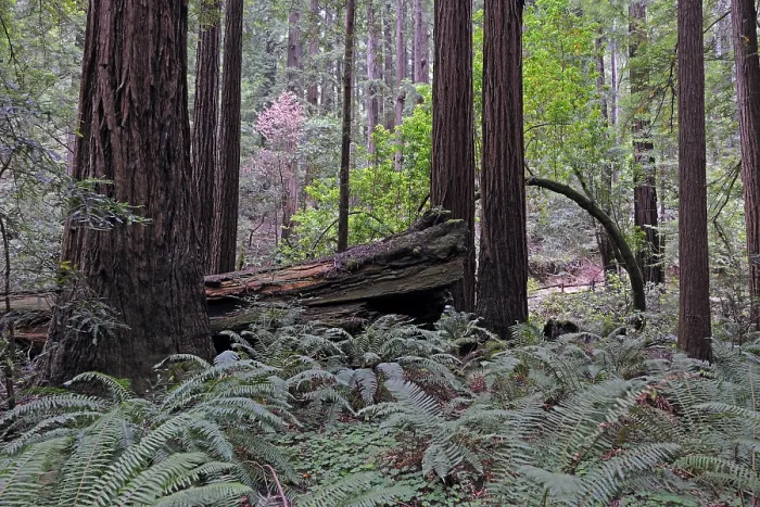 Framed Print : Vegetation and Coast Redwoods (Sequoia sempervirens) Framed Print : Vegetation and Coast Redwoods (Sequoia sempervirens)