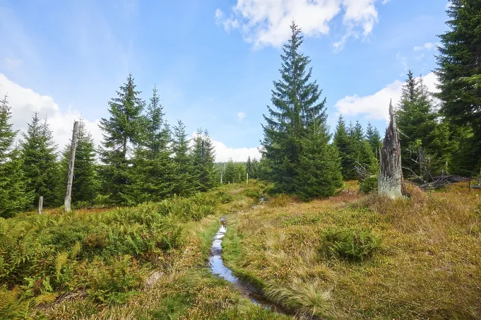 Framed Print : Vegetation with Norway spruce (Picea abies)