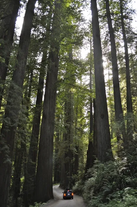 Framed Print : A vehicle drives through a shady forest of large redwood trees