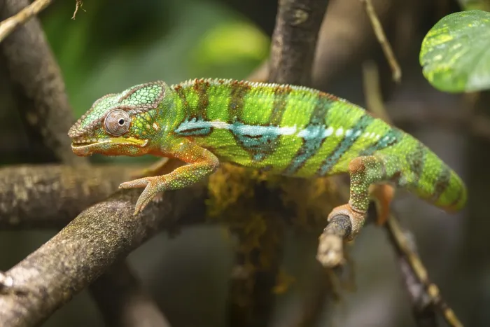 Framed Print : Veiled chameleon (Chamaeleo calyptratus) walking on a branch