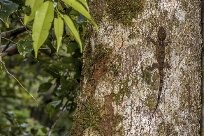 Framed Print : Velvet gecko (Blaesodactylus antongilensis)