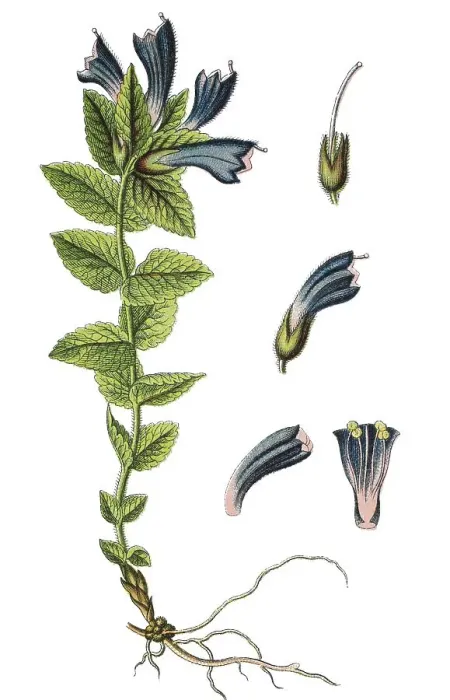 Framed Print : Velvetbells (Bartsia alpina), chromolithography Framed Print : Velvetbells (Bartsia alpina), chromolithography