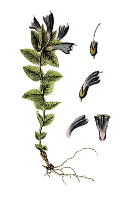 Framed Print : Velvetbells (Bartsia alpina), a medicinal plant Framed Print : Velvetbells (Bartsia alpina), a medicinal plant