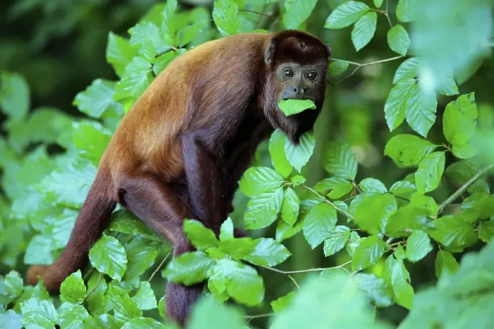 Framed Print : Venezuelan red howler (Alouatta seniculus) Framed Print : Venezuelan red howler (Alouatta seniculus)