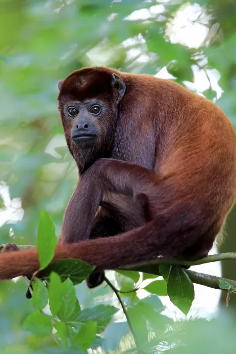 Framed Print : Venezuelan red howler (Alouatta seniculus) Framed Print : Venezuelan red howler (Alouatta seniculus)