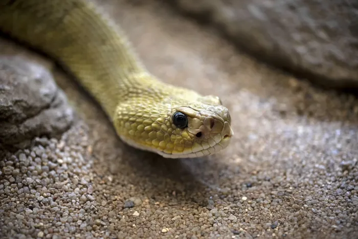 Framed Print : Venomous mexican west coast rattlesnake (Crotalus basiliscus)