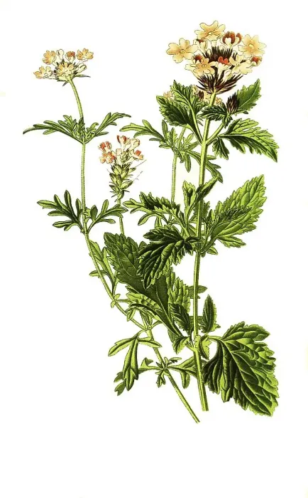 Framed Print : Verbena aubletia, Verbena tenera Framed Print : Verbena aubletia, Verbena tenera