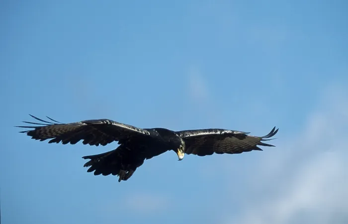 Framed Print : Verreaux's Eagle (Aquila verreauxii)
