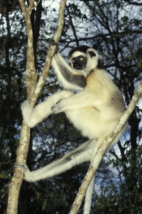 Framed Print : Verreaux's Sifaka (propithecus verreauxi)