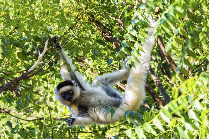 Framed Print : Verreaux's Sifaka (Propithecus verreauxi) in a tree