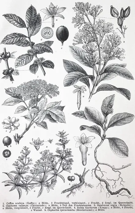 Framed Print : Verschiedene (Coffea arabica) Pflanzen