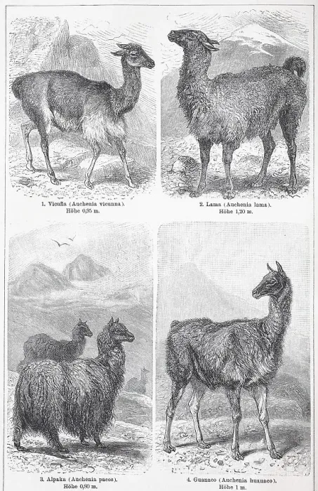 Framed Print : Verschiedene Kamele, Vicuna, Lama (Lama Glama)