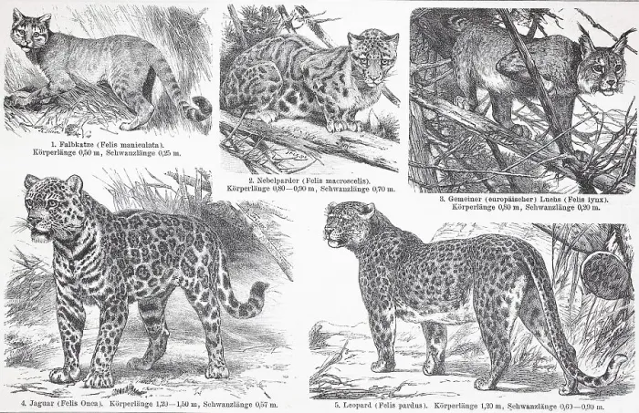 Framed Print : Verschiedene Katzennische Wildkatze (Felis lybica)