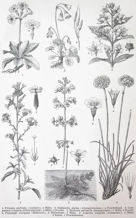 Framed Print : Verschiedene (Primula auricula) Primulina (Soldanella alpina) Framed Print : Verschiedene (Primula auricula) Primulina (Soldanella alpina)