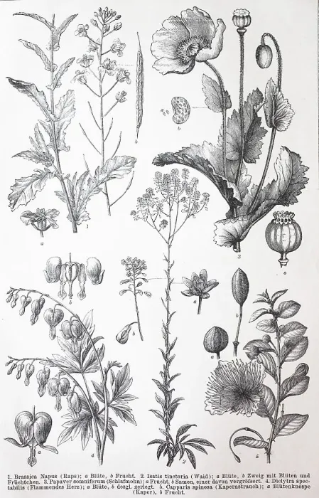 Framed Print : Verschiedene Rosiden (Brassica) napus