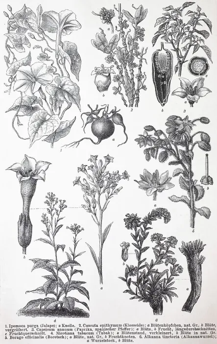 Framed Print : Verschiedene Tubiflorae, Ipomoea purga
