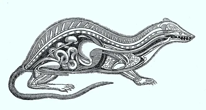 Framed Print : Vertebrates, ideal average of a mammal according to the state of knowledge of 1870