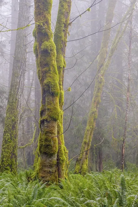 Framed Print : Vertical tree trunks covered in green moss in a misty forest