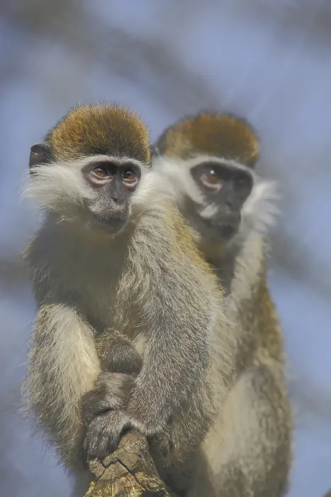 Framed Print : Vervet monkey (Cercopithecus aethiops) Framed Print : Vervet monkey (Cercopithecus aethiops)