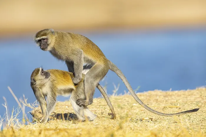 Framed Print : Vervet Monkey (Cercopithecus aethiops) mating South Luangwa NP Zambia August
