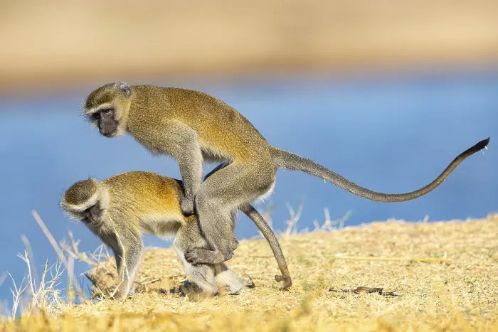 Framed Print : Vervet Monkey (Cercopithecus aethiops) mating South Luangwa NP Zambia August