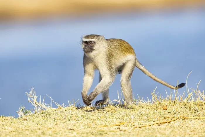 Framed Print : Vervet Monkey (Cercopithecus aethiops) South Luangwa NP Zambia August Framed Print : Vervet Monkey (Cercopithecus aethiops) South Luangwa NP Zambia August