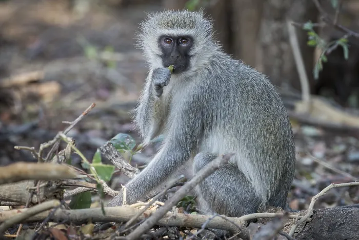 Framed Print : Vervet Monkey (Cheropithecus pygerythrus)