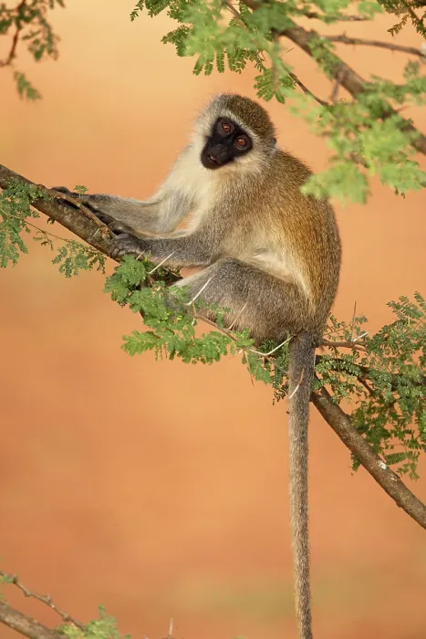 Framed Print : Vervet monkey (Chlorocebus aethiops) adult Framed Print : Vervet monkey (Chlorocebus aethiops) adult