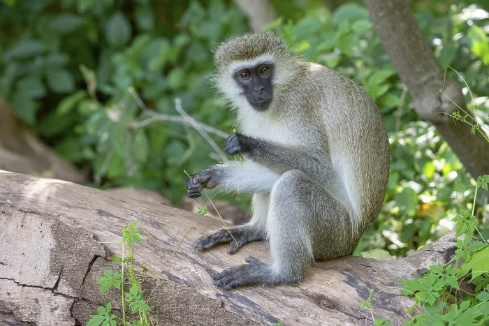 Framed Print : Vervet monkey (Chlorocebus), Lake Manyara National Park