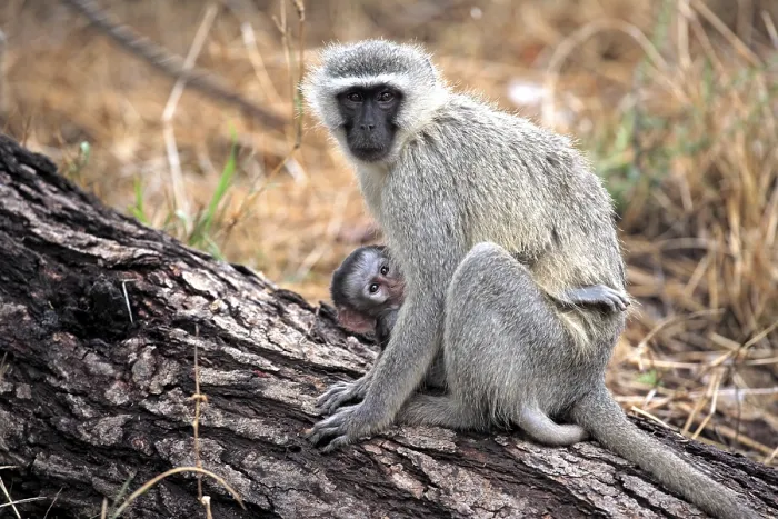 Framed Print : Vervet Monkey (Chlorocebus pygerythrus) Framed Print : Vervet Monkey (Chlorocebus pygerythrus)