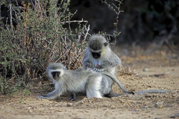 Framed Print : Vervet monkey (Chlorocebus pygerythrus) Framed Print : Vervet monkey (Chlorocebus pygerythrus)