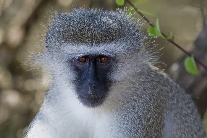 Framed Print : Vervet Monkey (Chlorocebus pygerythrus) Framed Print : Vervet Monkey (Chlorocebus pygerythrus)