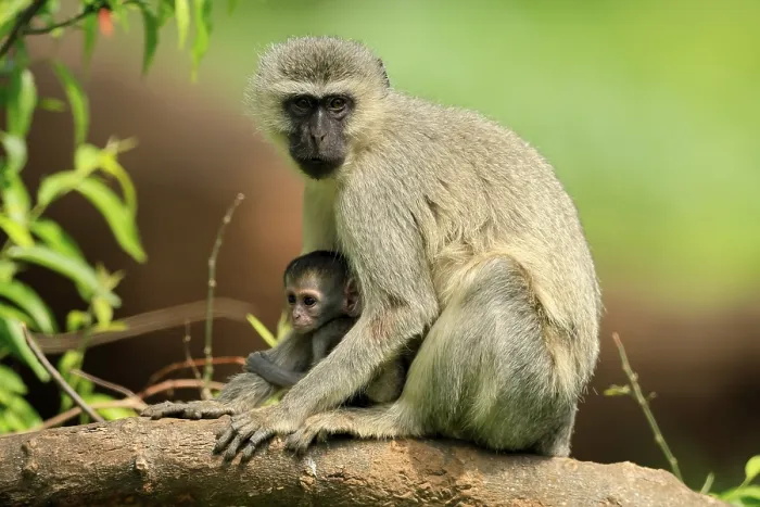 Framed Print : Vervet Monkey (Chlorocebus pygerythrus)