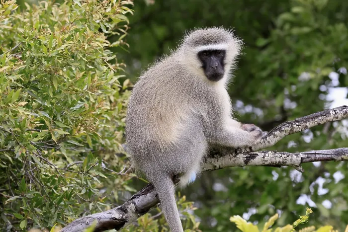 Framed Print : Vervet Monkey (Chlorocebus pygerythrus) Framed Print : Vervet Monkey (Chlorocebus pygerythrus)