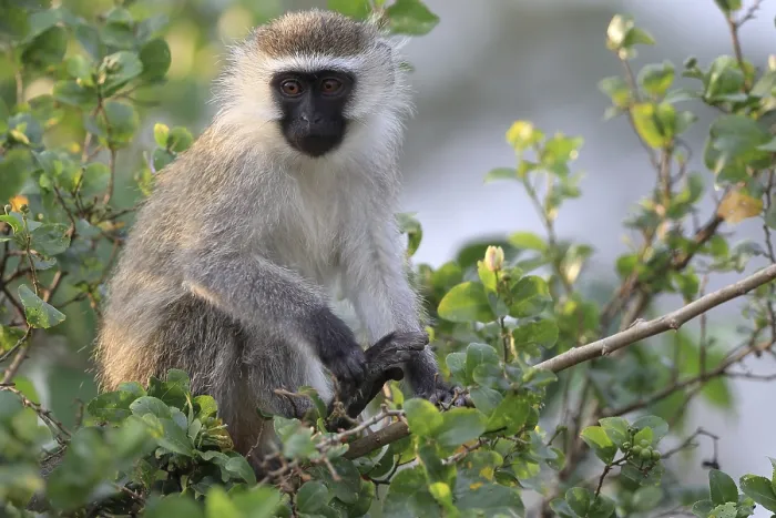 Framed Print : Vervet Monkey (Chlorocebus pygerythrus) Framed Print : Vervet Monkey (Chlorocebus pygerythrus)