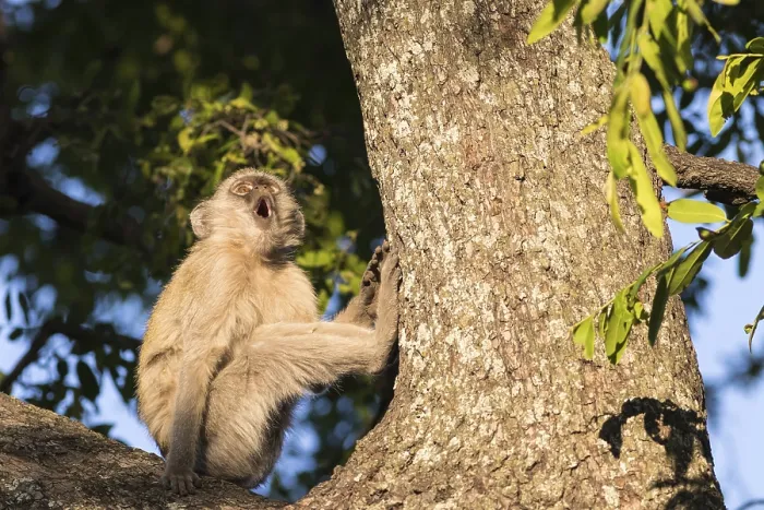 Framed Print : Vervet Monkey (Chlorocebus pygerythrus), Botswana