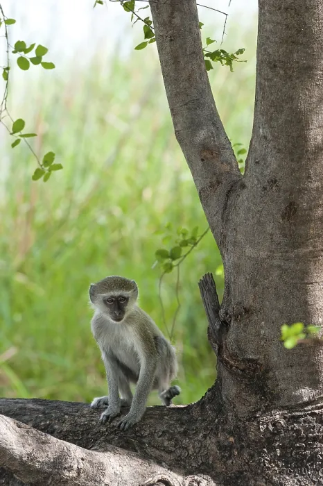 Framed Print : Vervet monkey (Chlorocebus sabaeus) Framed Print : Vervet monkey (Chlorocebus sabaeus)