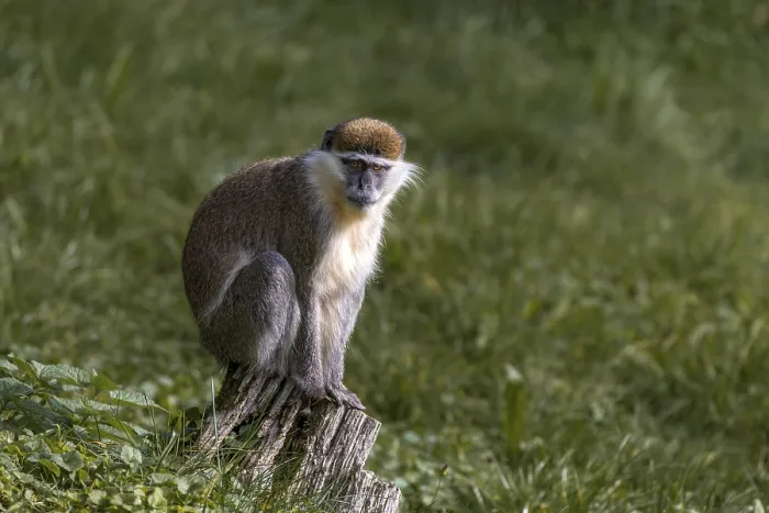 Framed Print : Vervet monkey (Chlorocebus), Tierwelt Herberstein Framed Print : Vervet monkey (Chlorocebus), Tierwelt Herberstein