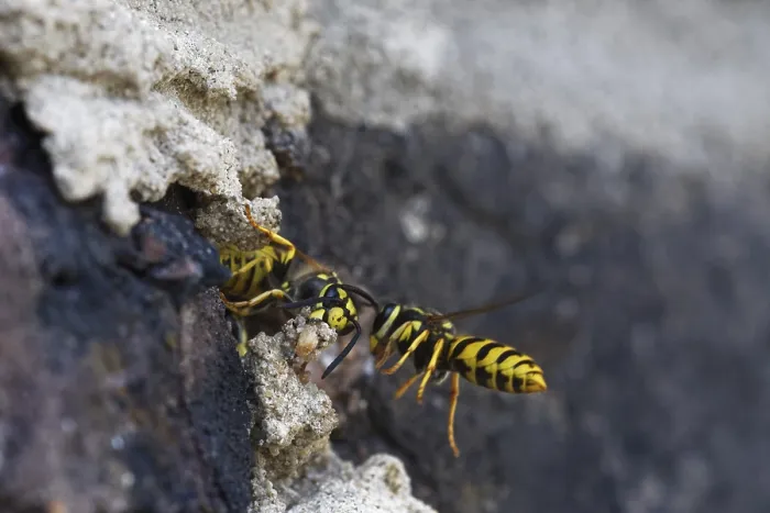 Framed Print : Vespula germanica (Vespula germanica) in front of the entrance to the nest in a house wall