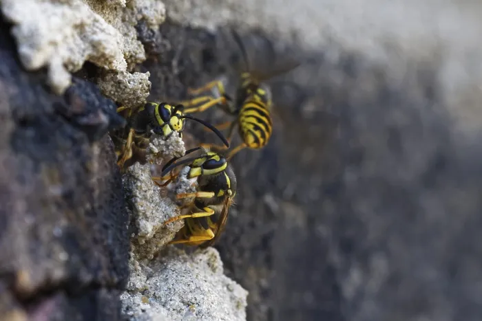 Framed Print : Vespula germanica (Vespula germanica) in front of the entrance to the nest in a house wall Framed Print : Vespula germanica (Vespula germanica) in front of the entrance to the nest in a house wall