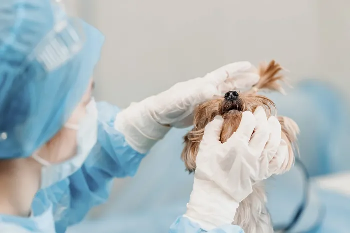 Framed Print : A vet in blue scrubs examines a small dog
