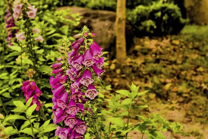 Framed Print : Vibrant bush of foxglove flowers (Digitalis purpurea) in a garden with lush greenery in Hampyeong Framed Print : Vibrant bush of foxglove flowers (Digitalis purpurea) in a garden with lush greenery in Hampyeong