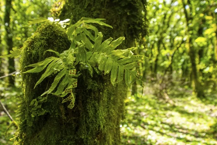 Framed Print : Vibrant ferns emerge from the rich moss that envelops an old tree trunk Framed Print : Vibrant ferns emerge from the rich moss that envelops an old tree trunk