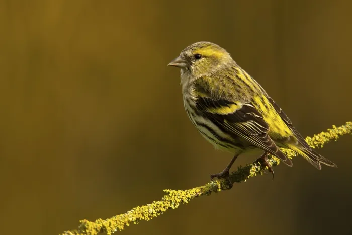 Framed Print : A vibrant image of a Eurasian siskin