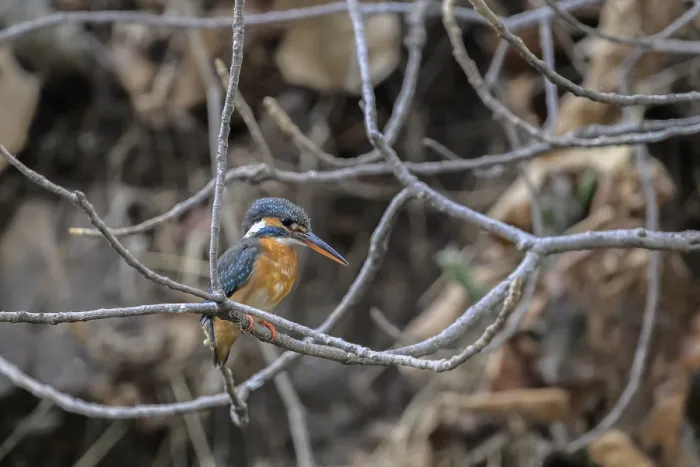Framed Print : A vibrant kingfisher perched on bare branches in a natural setting