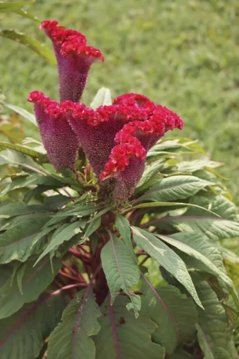 Framed Print : Vibrant red flower named plumed cockscomb