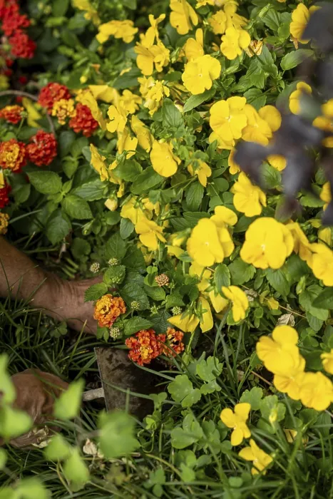 Framed Print : The vibrant tapestry of nature unveils a stunning collection of yellow pansies