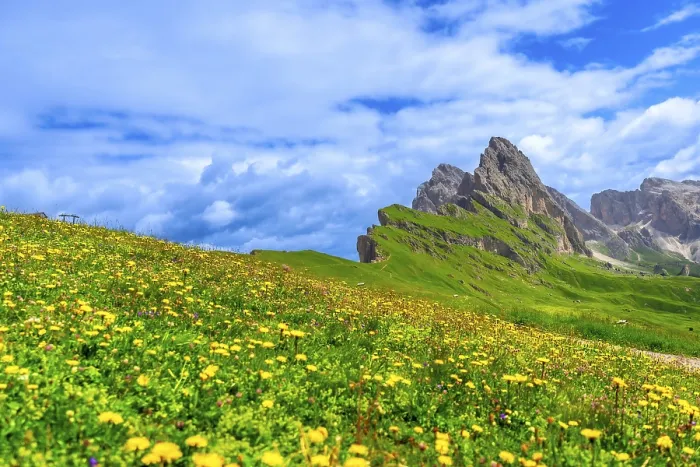 Framed Print : Vibrant wildflowers blooming on the slopes of seceda mountain in the dolomites Framed Print : Vibrant wildflowers blooming on the slopes of seceda mountain in the dolomites