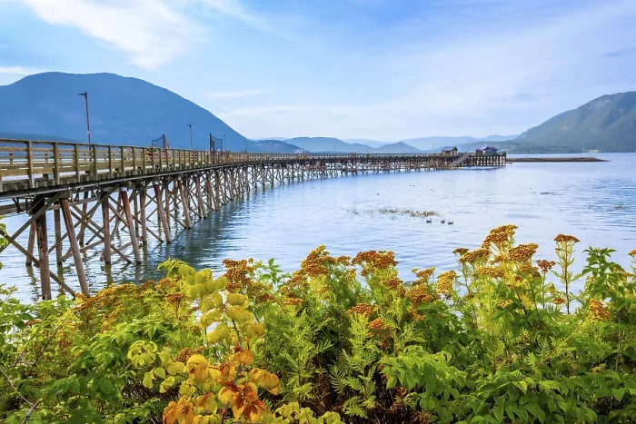 Framed Print : Vibrant yellow wildflowers framing a long wooden pier extending into the tranquil waters of shuswap lake Framed Print : Vibrant yellow wildflowers framing a long wooden pier extending into the tranquil waters of shuswap lake