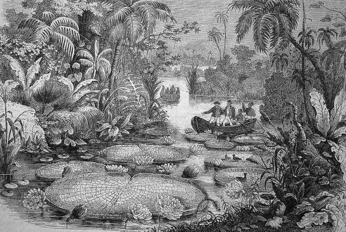 Framed Print : Victoria amazonica, digitally restored reproduction of a 19th century original
